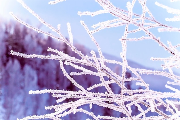 Bevroren winterboomtakken