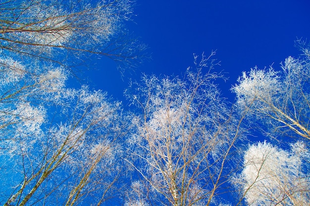 Bevroren winterbos met besneeuwde bomen