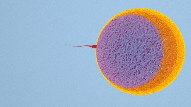 Bevruchting is de fusie van haploïde gameten ei en sperma Concept Bevruchting