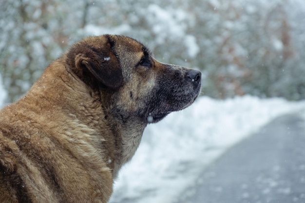 Bewaar dier in de sneeuw