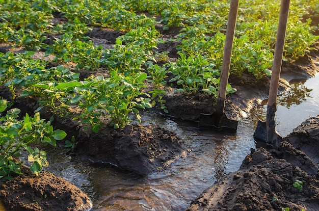 Bewatering van aardappelplantages Traditionele oppervlakte-irrigatie Prachtige aardappelstruiken