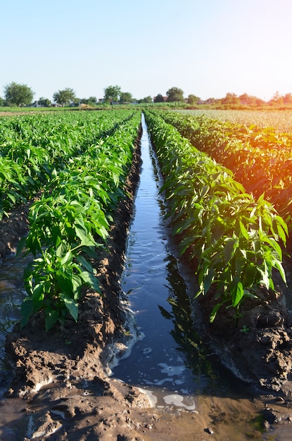 Bewatering van landbouwgewassen, platteland, irrigatie, natuurlijke bewatering, dorp