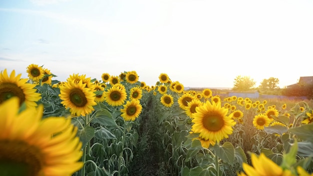 Beweging over bloeiende zonnebloemen op zoek naar zon in tegenlicht