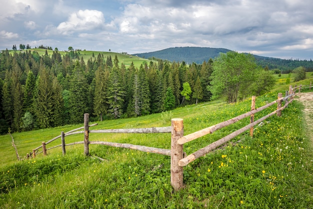 Bewitching beautiful summer landscape of a green meadow on a hill overlooking a dense coniferous forest. Mountains in a cloudy warm summer day