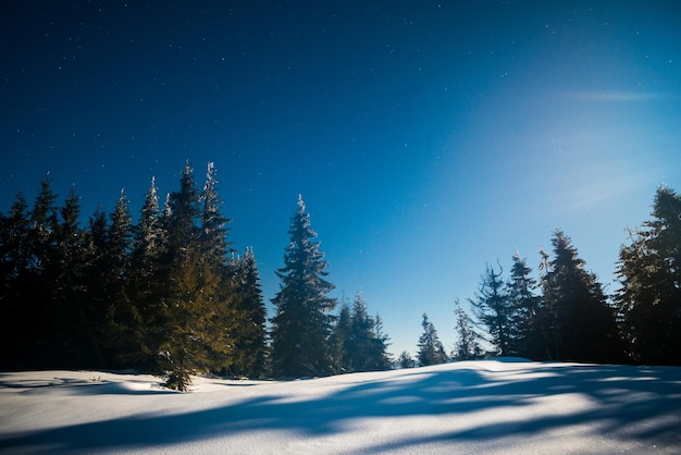 Bewitching magical landscape of snowy tall fir trees growing among snowdrifts on the hills against a blue starry night sky. Concept of a beautiful night forest. Copyspace