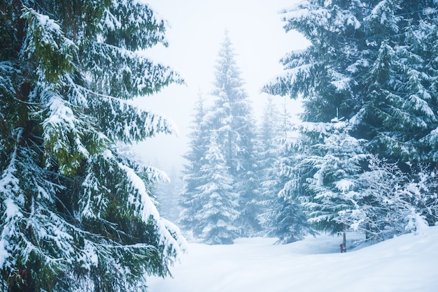 Bewitching stern panorama of tall fir trees covered with snow grow in the forest in winter frosty day