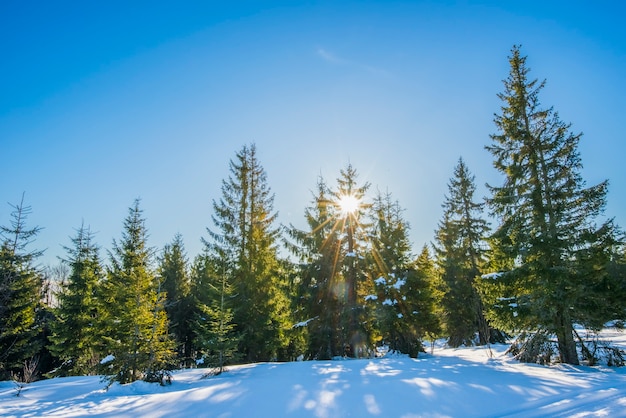 Bewitching view of the ski slope with a beautiful view of the snowy hill coniferous forest