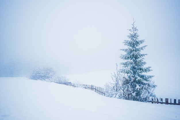 曇った凍るような冬の日に、背の高いトウヒと白い霧の表面に向かって流れる川の大きな雪の吹きだまりの魅惑的な冬の絵のような風景