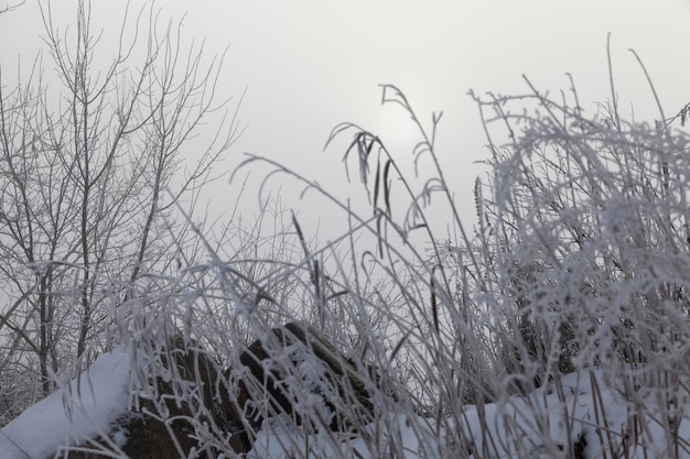 Bewolkt weer in een winterpark met gras in vorst