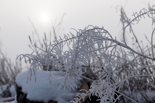 Bewolkt weer in een winterpark met gras in vorst