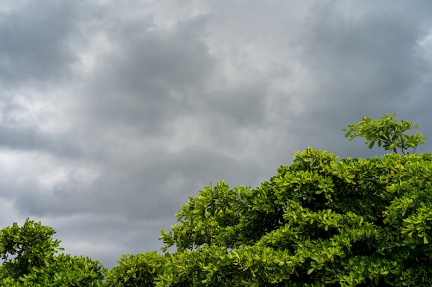 Bewolkte hemel bij bos