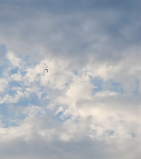 Bewolkte hemelachtergrond met vliegende wilde vogels en zonlicht die door wolken glanzen