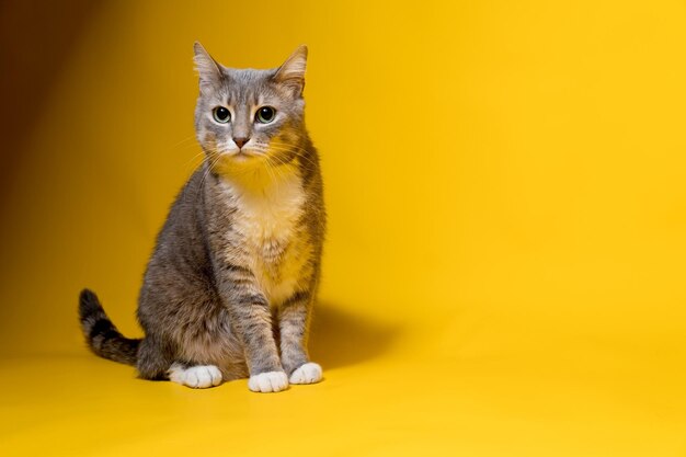 Bezorgde kat zit op een gele achtergrond en kijkt angstig naar de camera Ruimte kopiëren