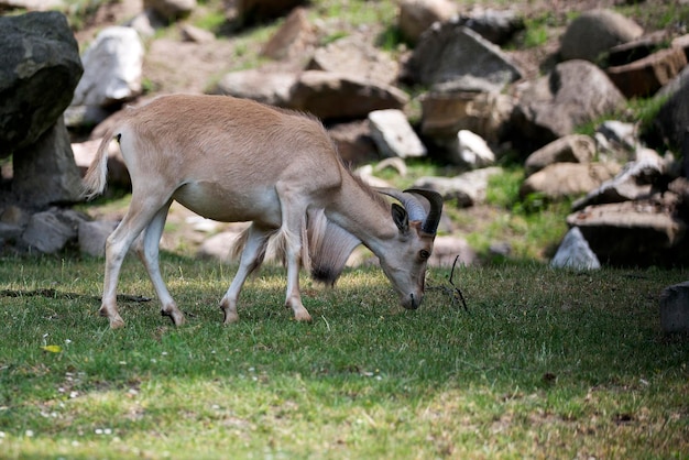 Bharal op een open plek