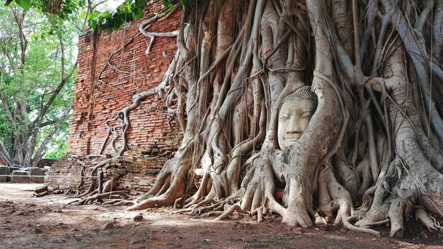 Photo bhuda head amongst tree roots