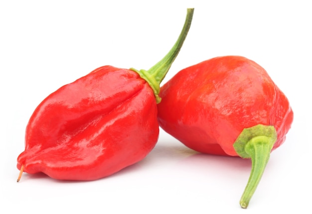 Bhut Jolokia 칠리 페퍼 또는 방글라데시의 나가 모리치