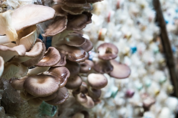 Bhutan Oyster Mushroom in farm