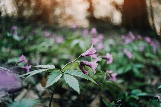 Fiore di primavera viola biautiful nella foresta lascia primo piano fotografia macro di natura