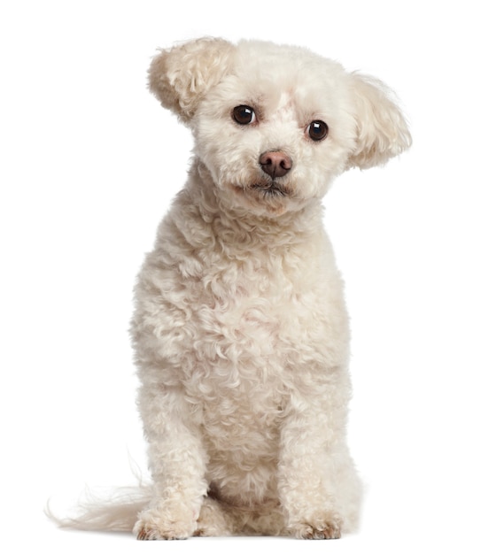 Bichon Fris sitting against white background