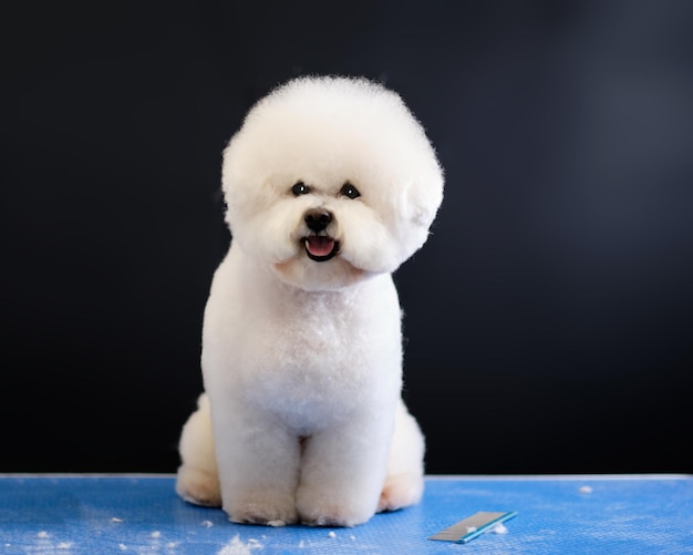 黒い背景に美しいヘアカットのビションフリーゼ犬、櫛と刈り取られた羊毛の隣