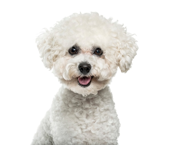 Bichon Frise dog in portrait against white background