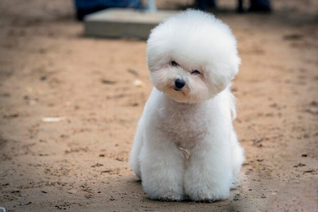 The Bichon Frise At the dog show