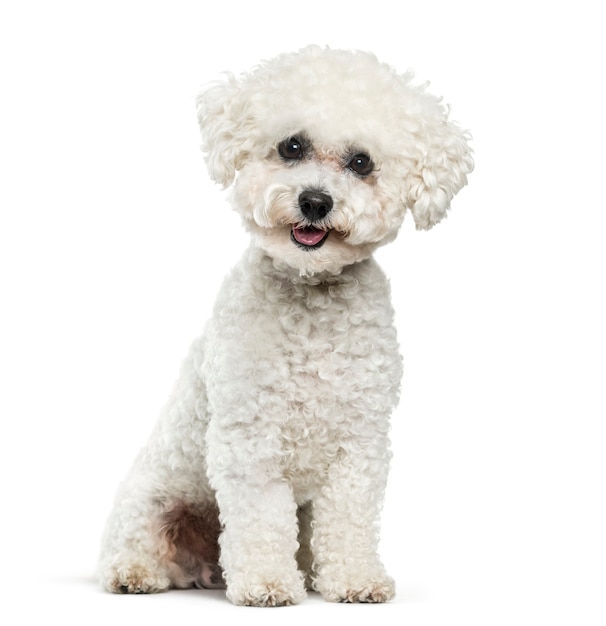 Foto bichon frise dog sitter su sfondo bianco