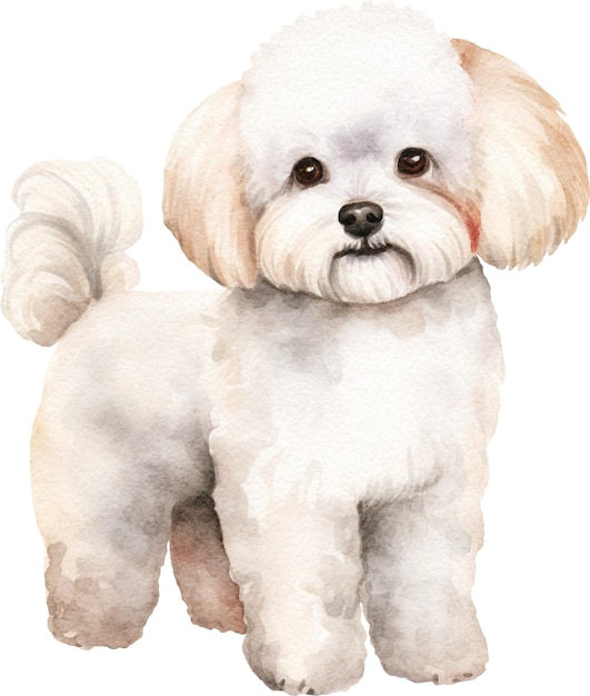 Bichon frise dog standing watercolor