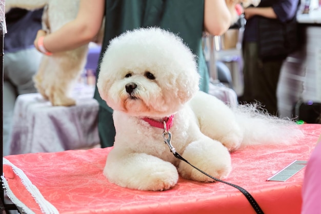 美しくられた頭を持つ犬がテーブルの上に横たわっている