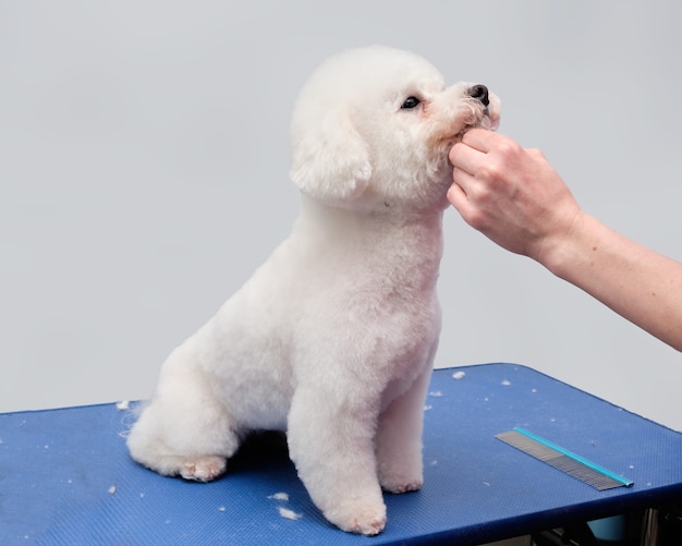 Bichon frise on the grooming table 