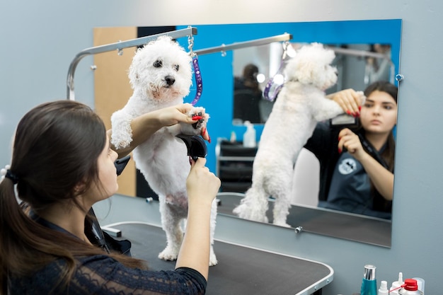 Bichon Frise do haircut and grooming in the beauty salon for dogs