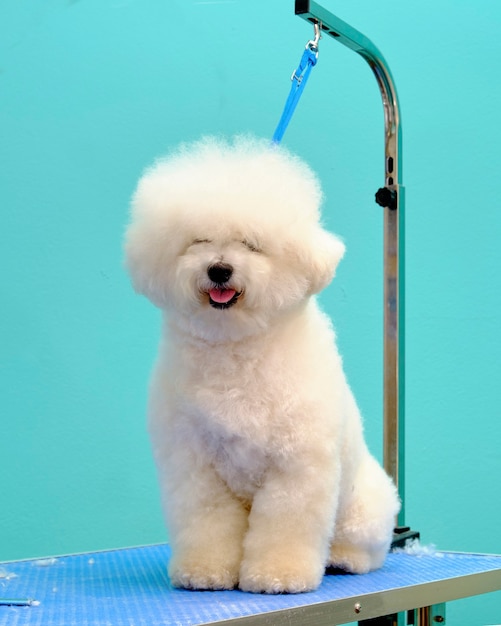 The bichon frise is tied with a ring on the grooming table.