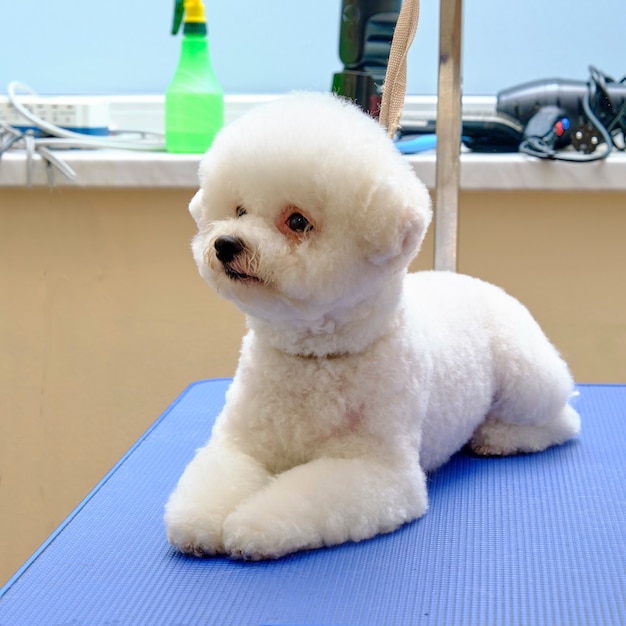 Bichon frise lies on a blue table after a haircut in an animal salon.