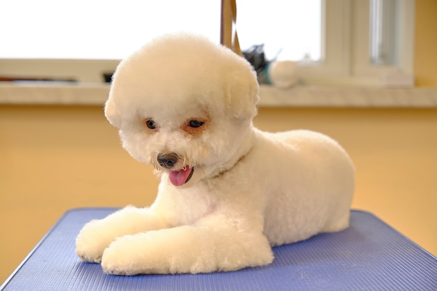 Bichon frise lying down after grooming in an animal care salon