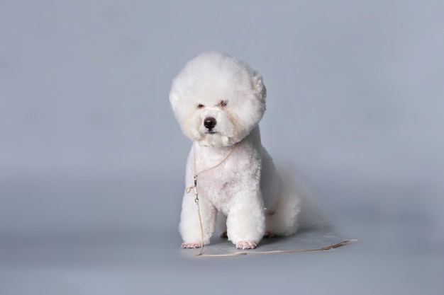 Bichon frise na een knipbeurt zit voor een grijze achtergrond