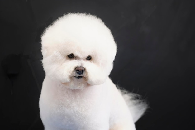 Primo piano del ritratto di bichon frise su uno sfondo scuro dopo un taglio di capelli in un salone per cani.