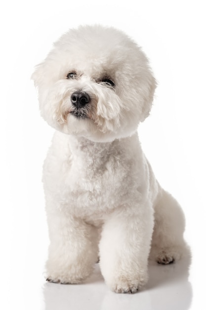 Cucciolo di bichon frise. bichon è isolato su un bianco. cane bianco. bichon dopo la toelettatura