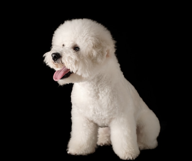 Bichon Frise puppy on a black background