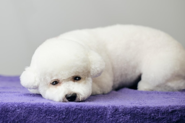 横たわって退屈しているビションフリーゼの子犬