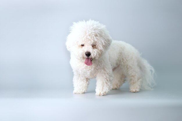 Un cucciolo di bichon frise con molta lana prima di un taglio di capelli su uno sfondo grigio