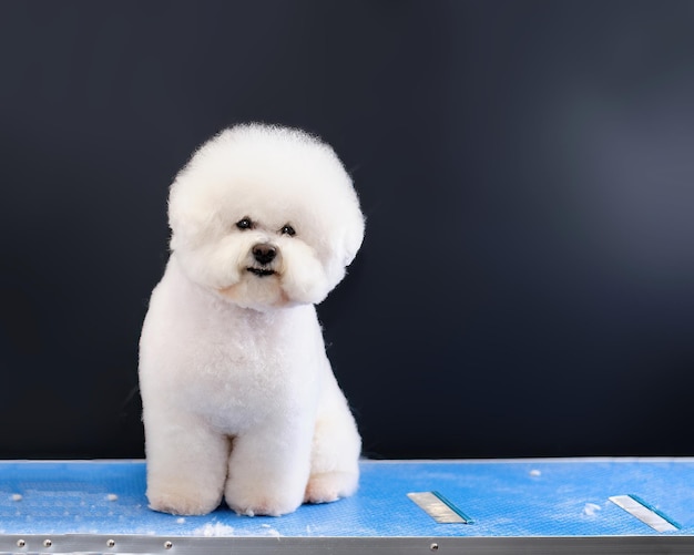 사진 bichon frize는 가계도 이발에서 손질 테이블에 앉아 있습니다.