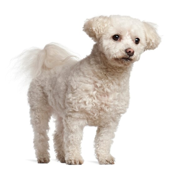 Bichon Frise, standing against white background