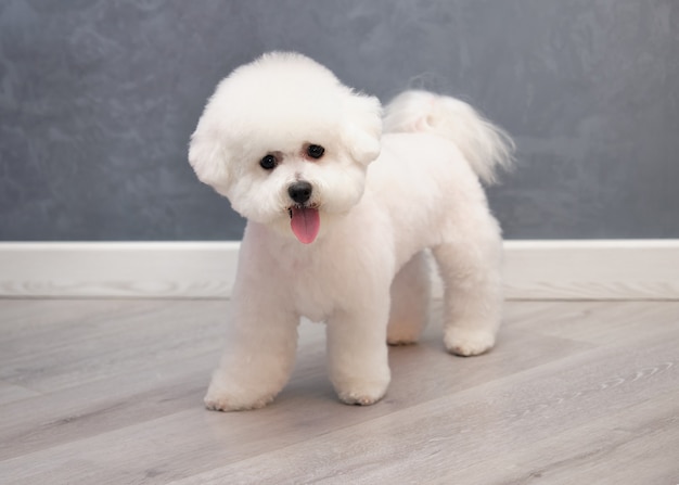 Photo a bichon frise standing on a plank floor with a new hairstyle