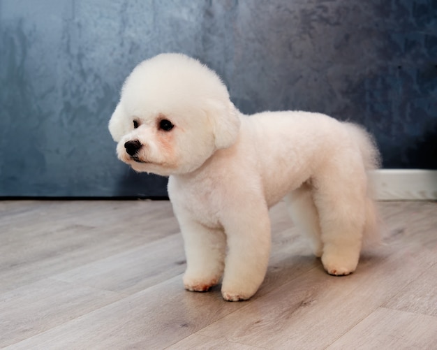 Bichon frise stands on all fours on a grey background after grooming in an animal salon..