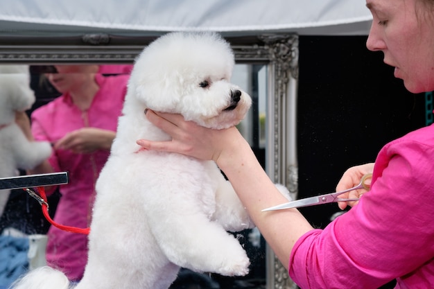 Bichon frise sul tavolo che viene curato da un toelettatore professionista utilizzando strumenti speciali