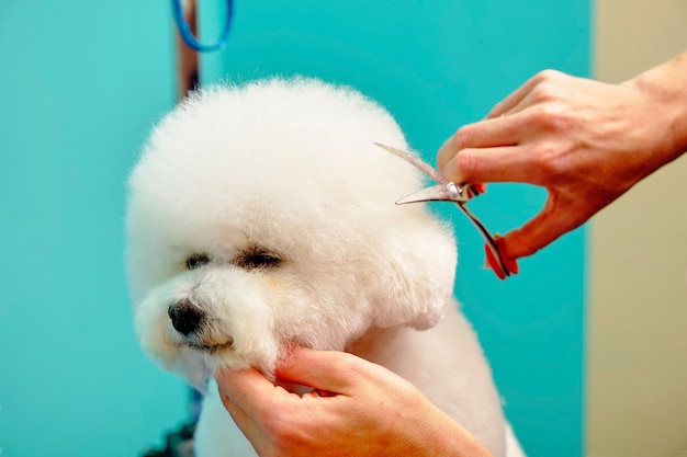 Bichon Frise while cutting the head with scissors.