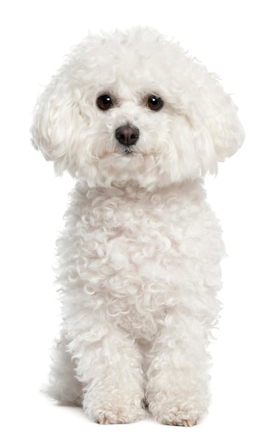 Bichon Frise with 5 years old. Dog portrait isolated