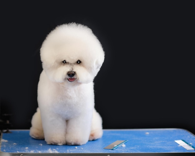 Bichon frise zit op een trimtafel op een zwarte achtergrond