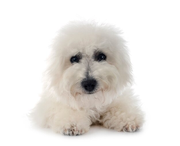 Bichon frise