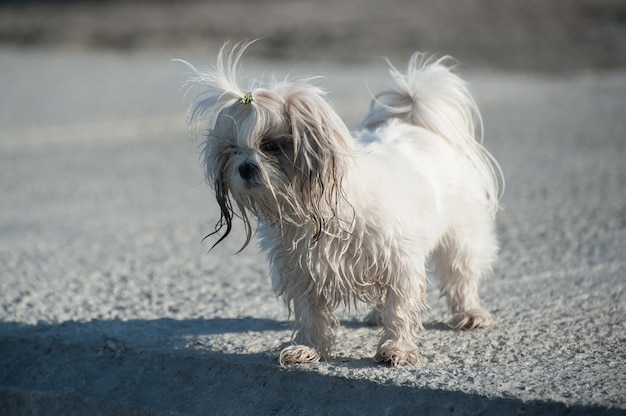 Bichon-hond op pijler